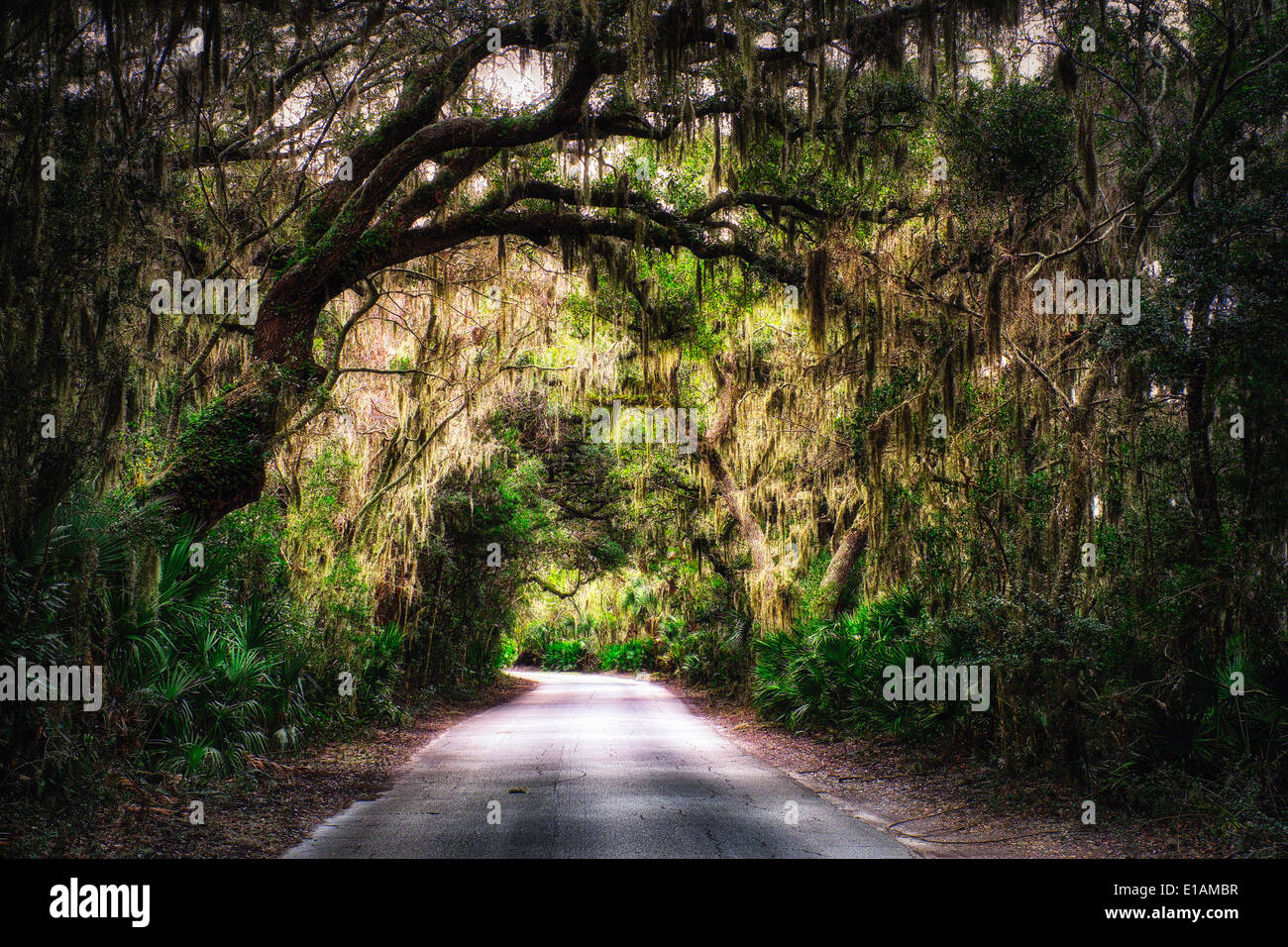 Southern Plantation Road mit Baumkronen mit spanischem Moos hängen von den Bäumen, Amelia Island, Nassau County, Florida Stockfoto