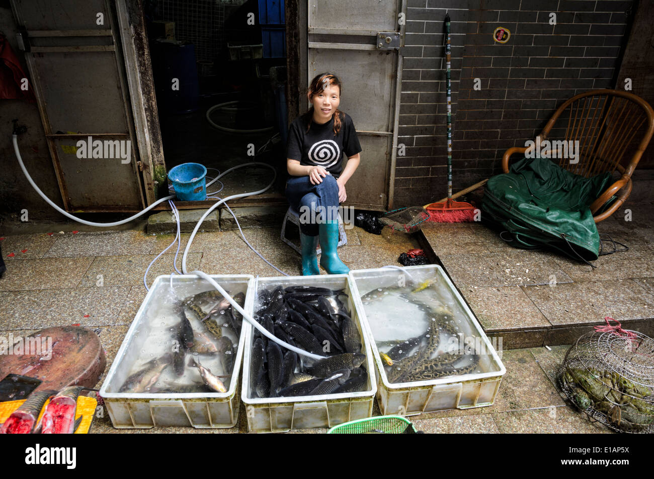 Junge Frau kümmert sich um einen Fisch Stall zu verkaufen live, d.h. sehr frisch, Fisch auf einem chinesischen Markt Stockfoto