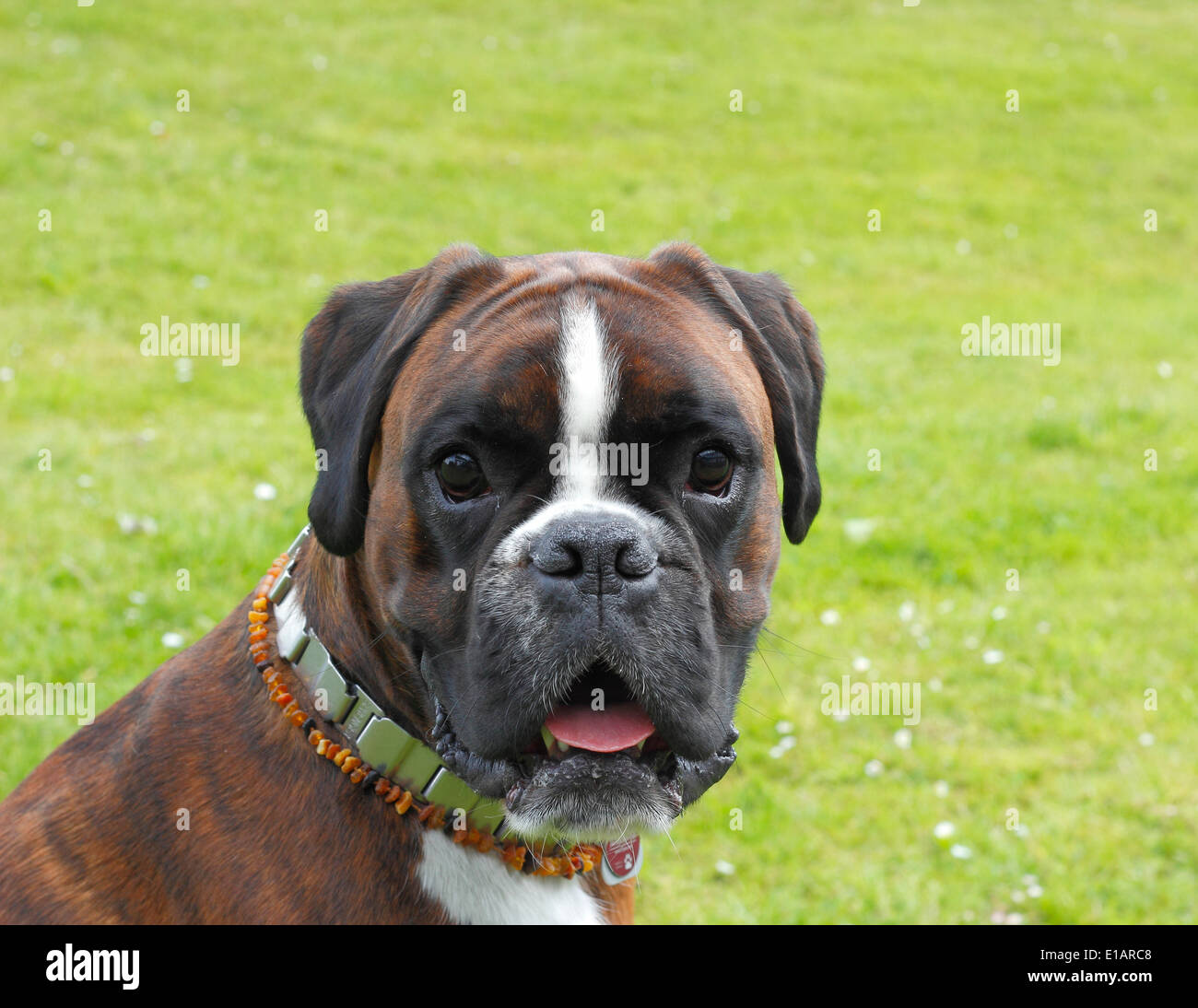 Boxer oder deutscher Boxer, Hund portrait Stockfoto