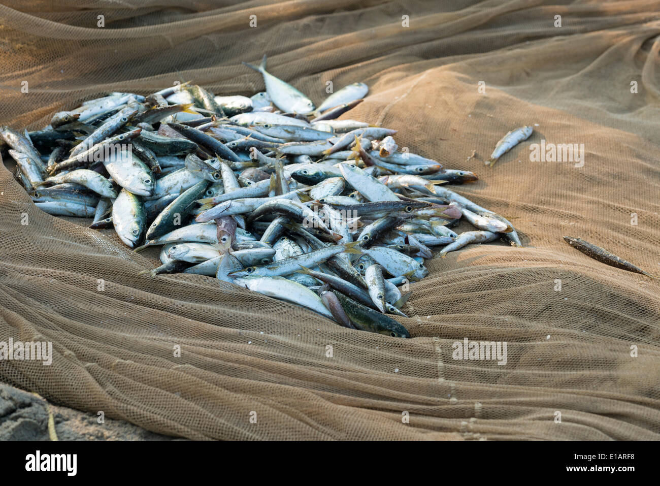 Fisch in einem Fischernetz, Varkala, Kerala, Indien Stockfoto