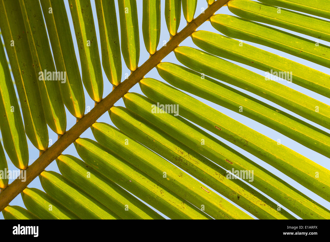 Struktur von einem grünen Palmwedel, Indien Stockfoto
