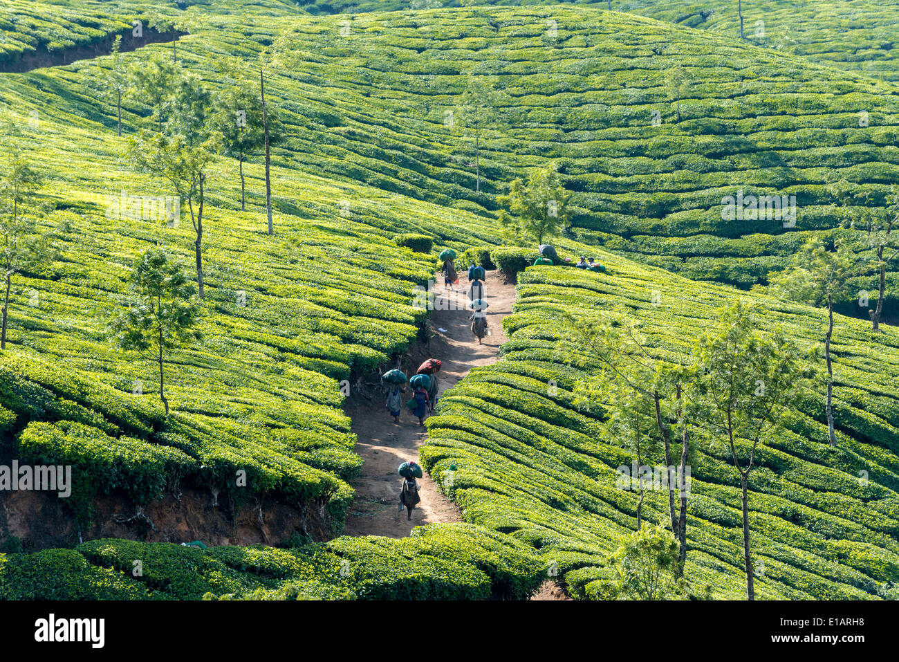 Tee-Pflückerinnen zu Fuß auf einem Weg auf eine Tee-Plantage, 1600 m, Munnar, Kerala, Western Ghats, Indien Stockfoto