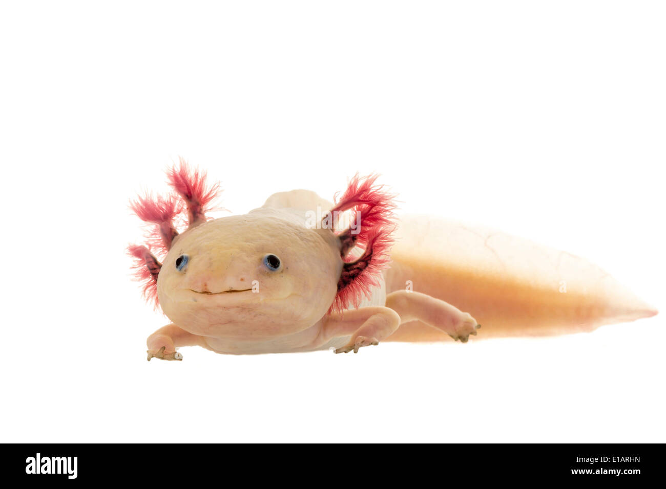 Axolotl (Z.B. geschieht), Albino, in Gefangenschaft, Deutschland Stockfoto
