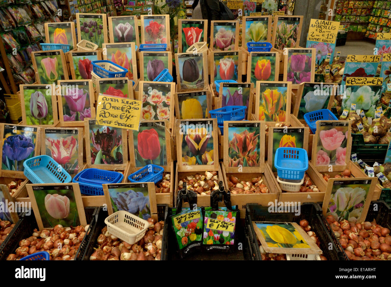 Tulpenzwiebeln auf dem traditionellen Blumenmarkt, Amsterdam, Holland, Niederlande Stockfoto