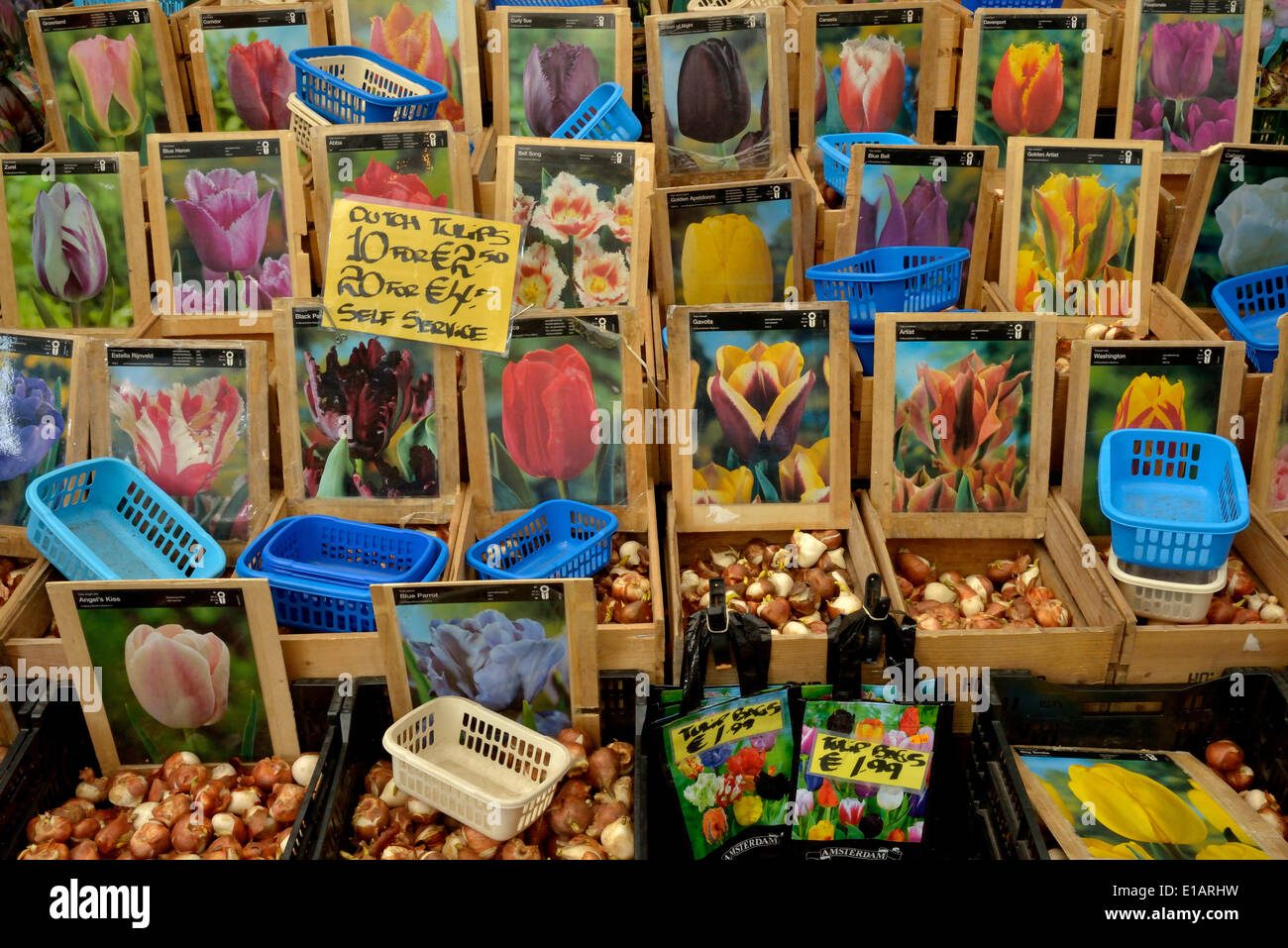 Tulpenzwiebeln auf dem traditionellen Blumenmarkt, Amsterdam, Holland, Niederlande Stockfoto