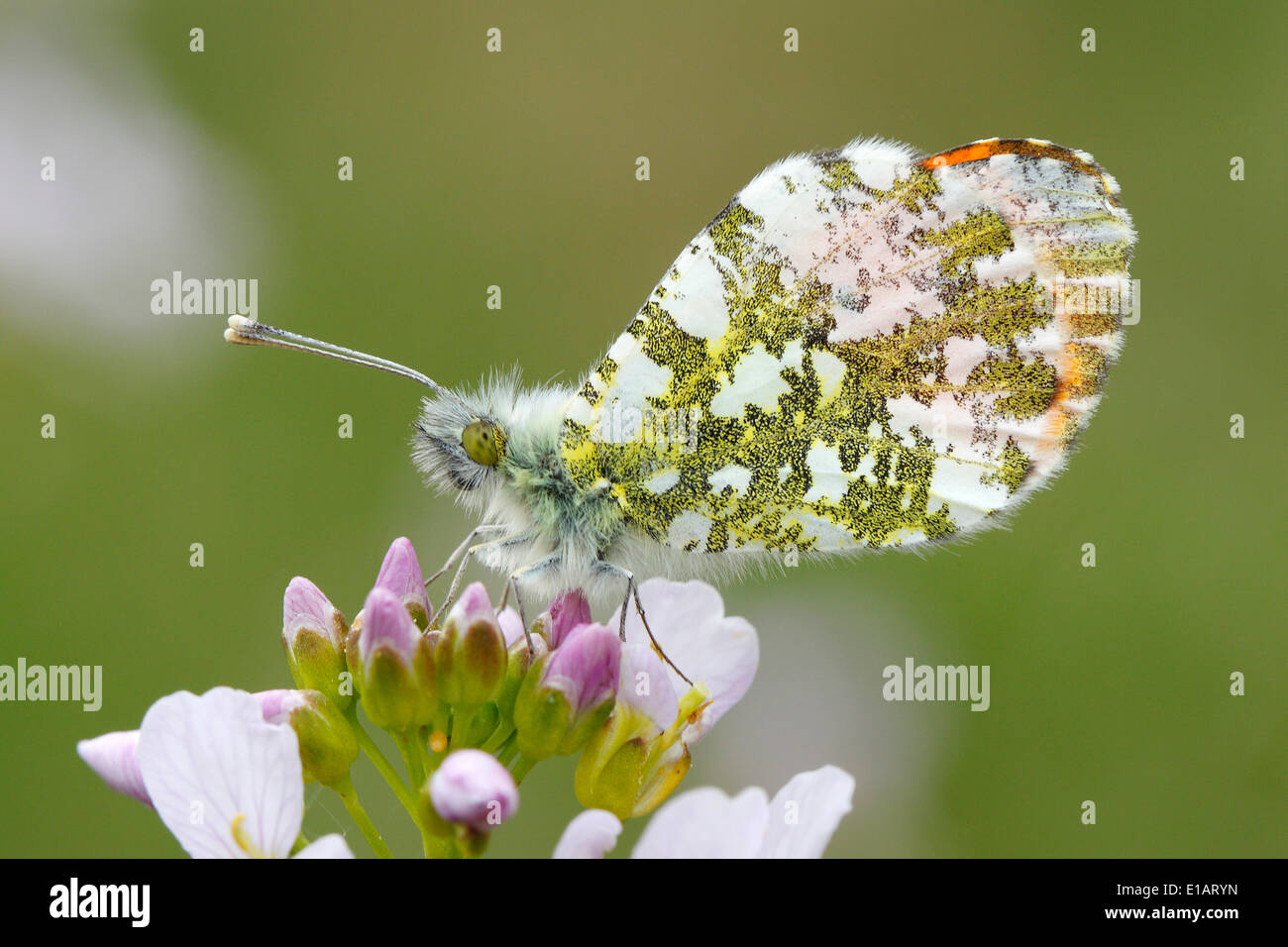 Orange Tipp Schmetterling (Anthocharis Cardamines), männliche auf einer Blume der Kuckuck Blume oder Lady's Kittel (Cardamine Pratensis) Stockfoto