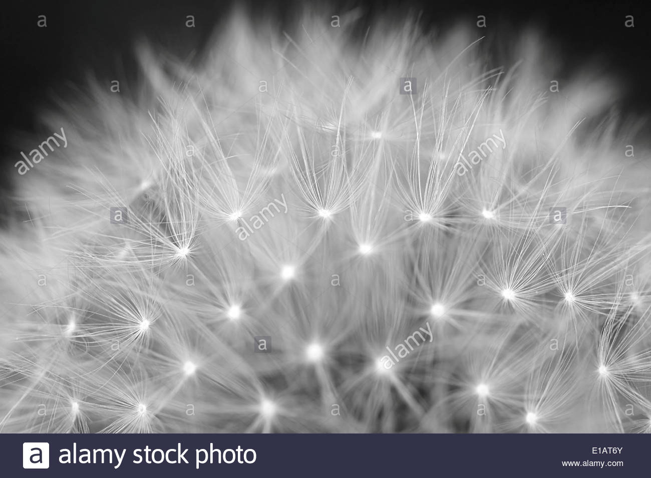 LÖWENZAHN-WILDBLUMENSAMEN-FALLSCHIRME in Südwestfrankreich. Stockfoto
