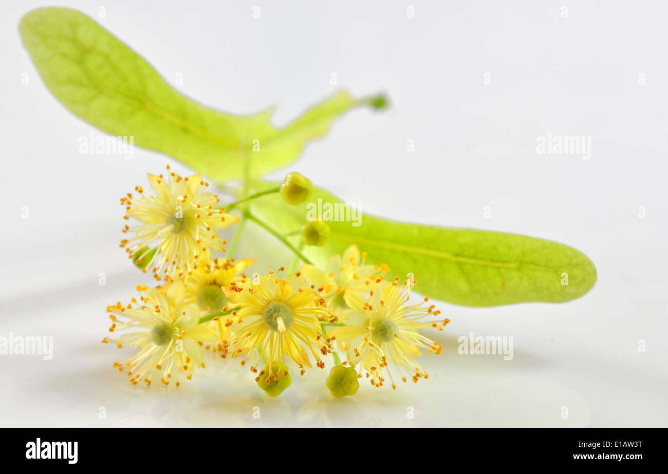 Lindenblüten isoliert auf weißem Hintergrund Stockfoto