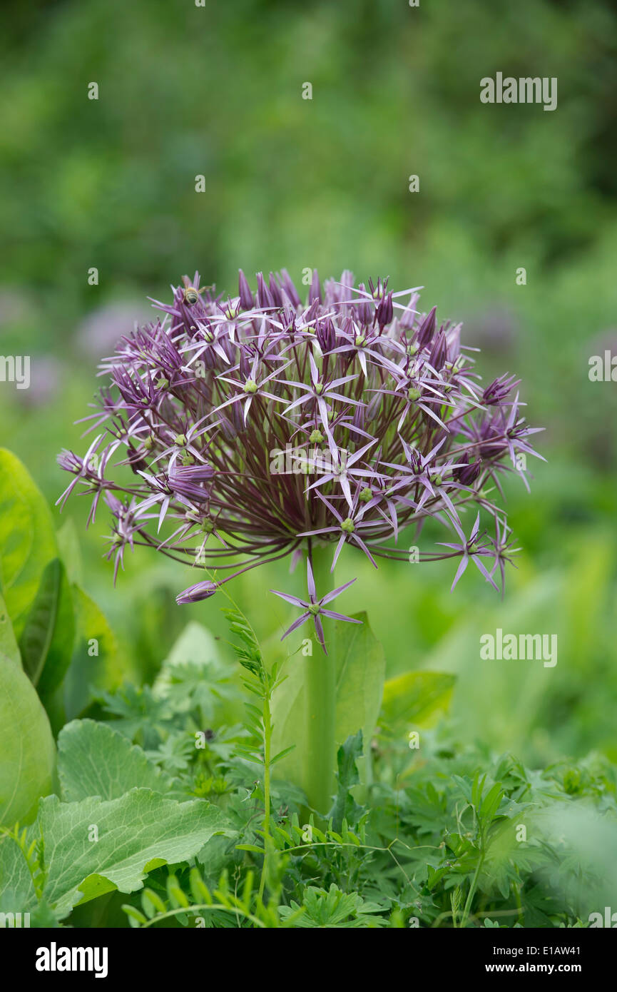 Galtonia candicans Blume. Star von Persien. Stockfoto