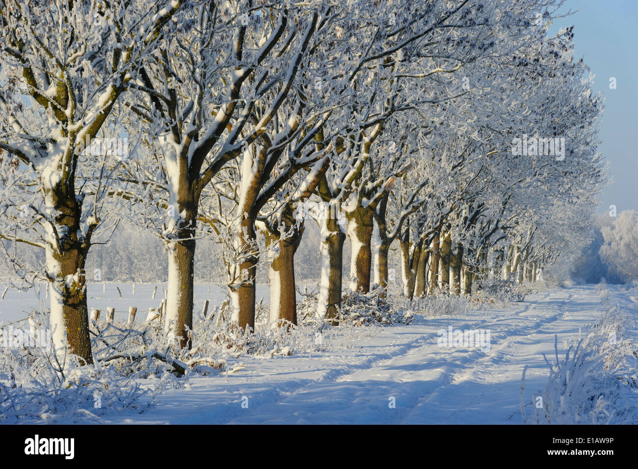 Eichen mit Schnee im Winter, Landkreis Vechta, Niedersachsen, Deutschland Stockfoto