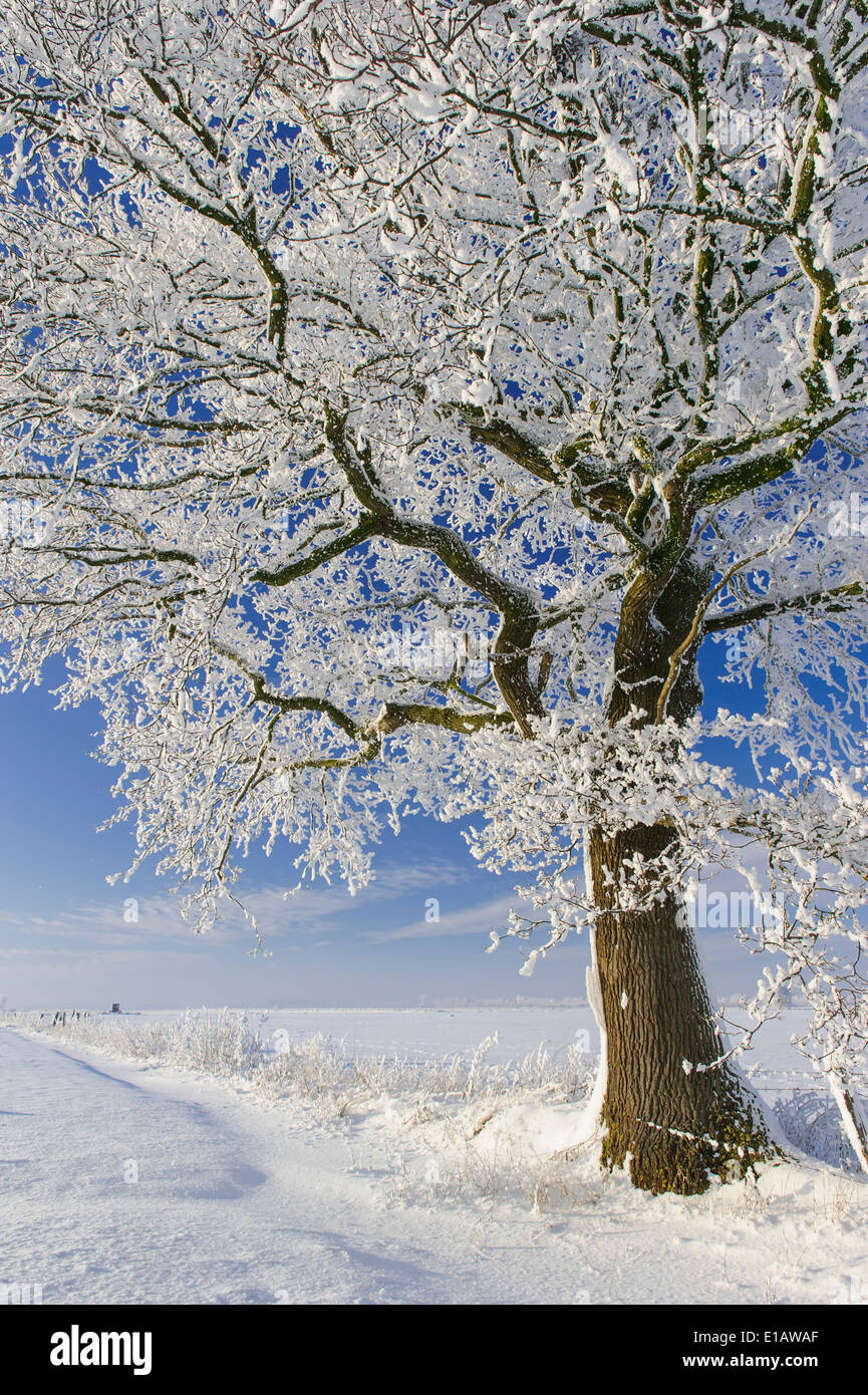 Eichen mit Schnee im Winter, Landkreis Vechta, Niedersachsen, Deutschland Stockfoto
