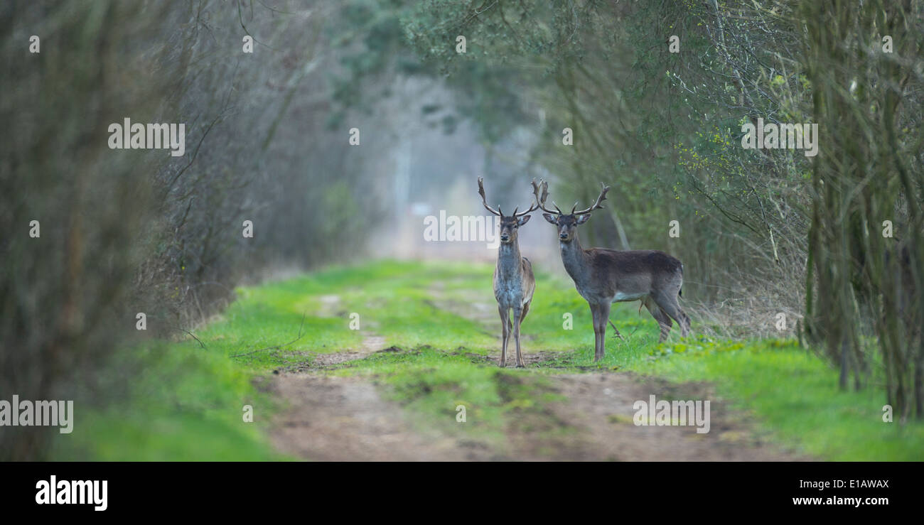 Damwild, Dama Dama, Goldenstedt, Vechta, Niedersachsen, Niedersachsen, Deutschland Stockfoto