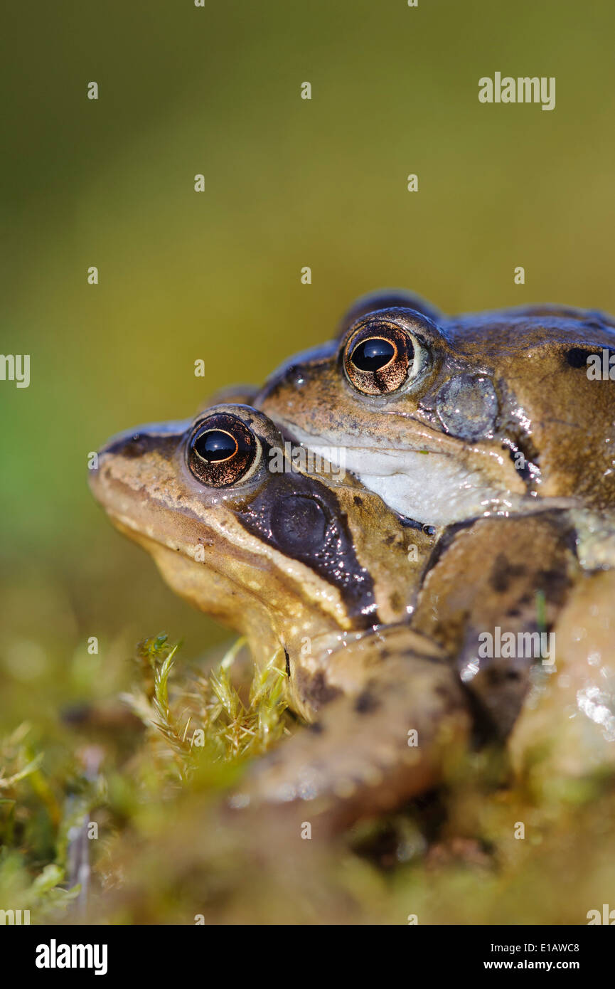 Brown frogs -Fotos und -Bildmaterial in hoher Auflösung – Alamy