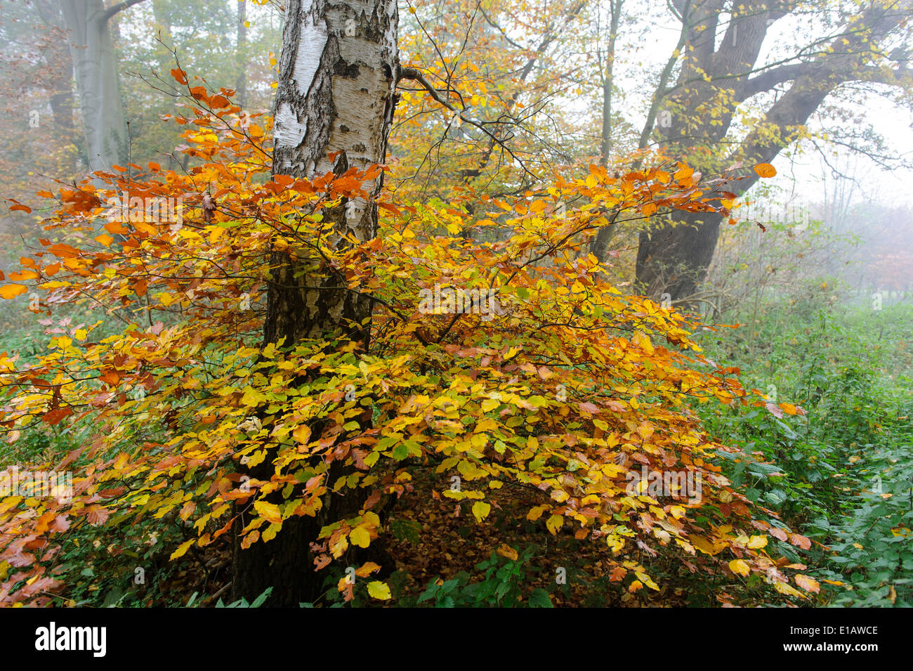 Herbstlaub, Landkreis Vechta, Niedersachsen, Deutschland Stockfoto