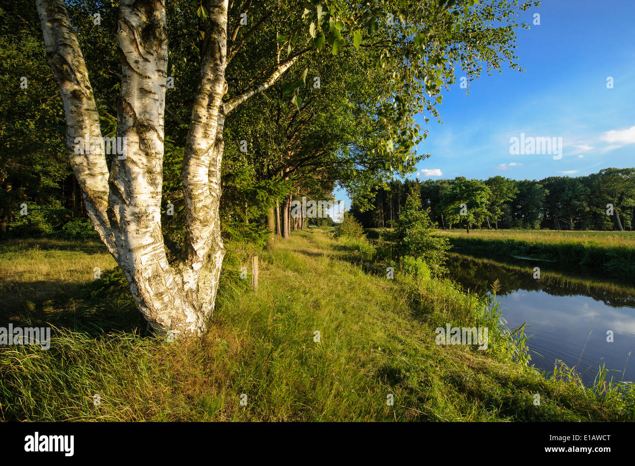 Birke am Fluss Hunte, Einen, Goldenstedt, Landkreis Vechta, Niedersachsen, Deutschland Stockfoto