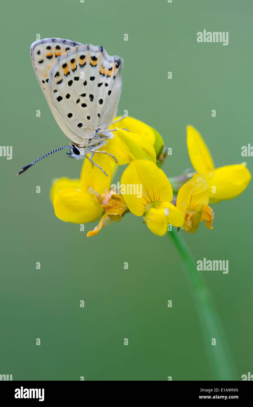 rußiger Kupfer (Lycaena Tityrus), germany Stockfoto