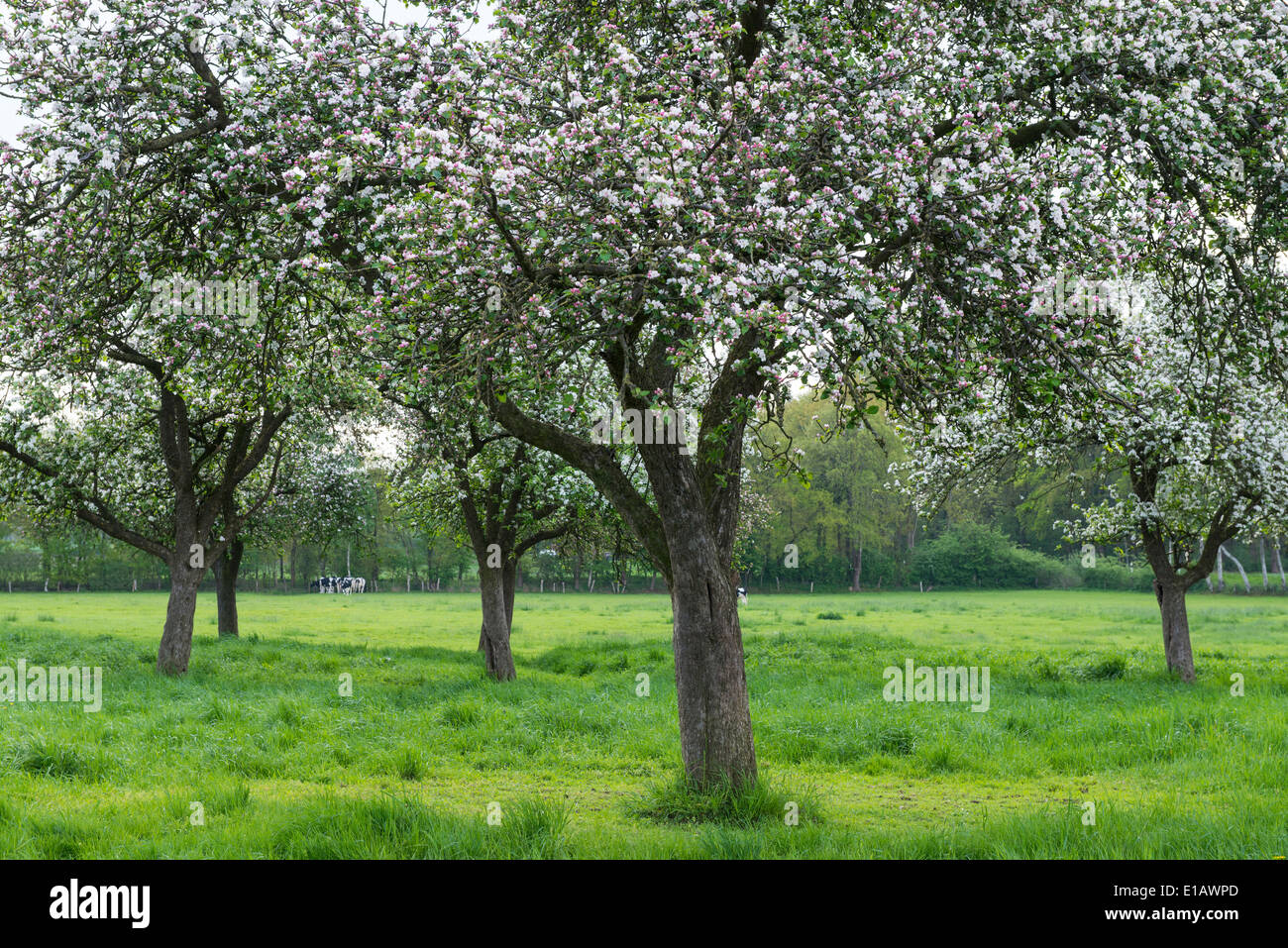 Blühender Apfelbaum in Bakum, Kreis Vechta, Niedersachsen, Deutschland Stockfoto