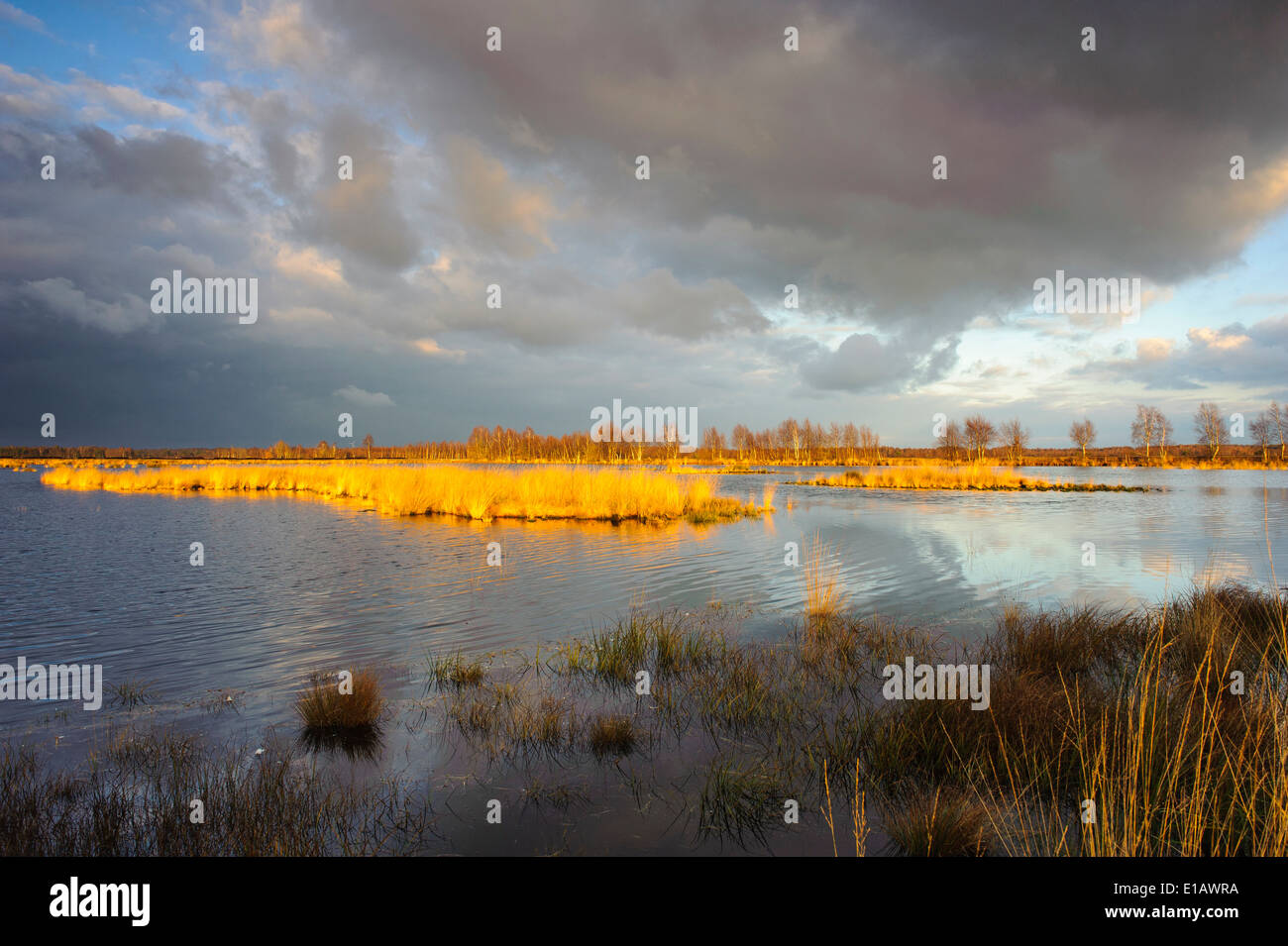 Goldenstedter moor, Niedersachsen, Deutschland Stockfoto