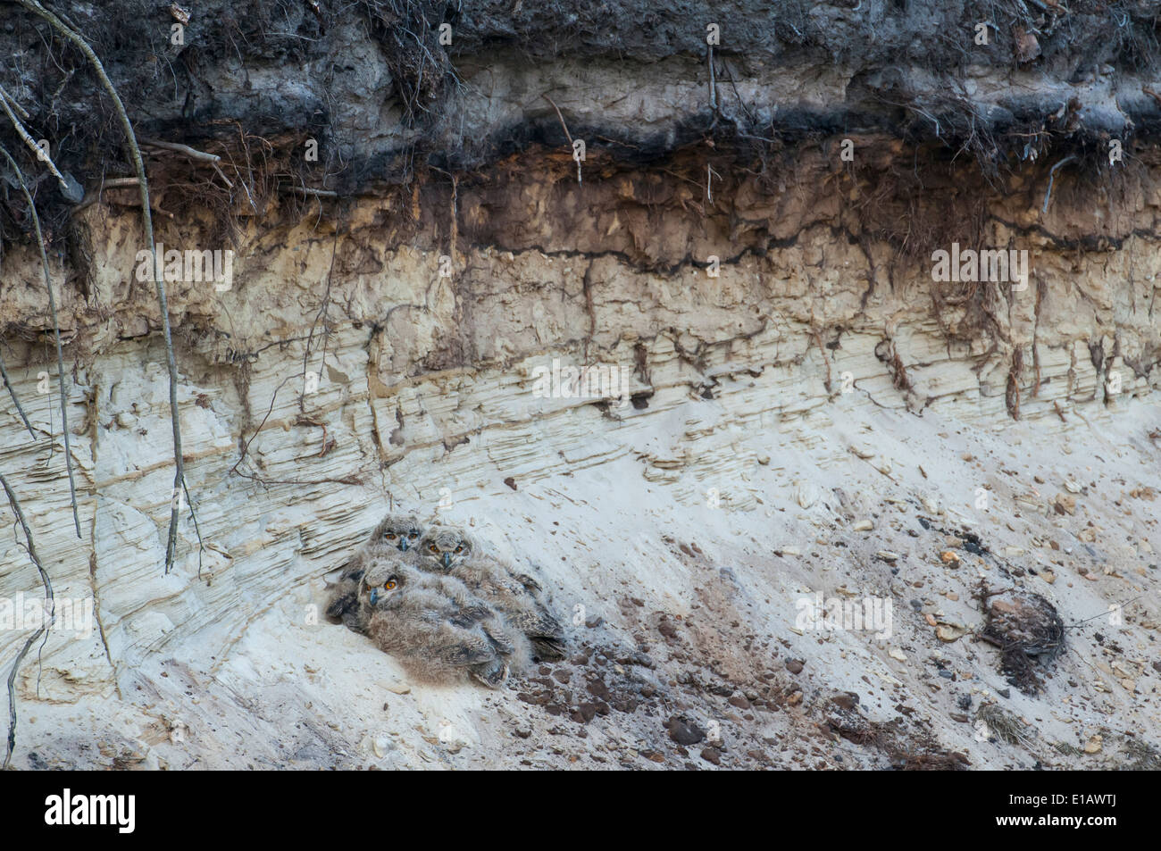 junge eurasische-Uhu, Bubo Bubo, Deutschland Stockfoto
