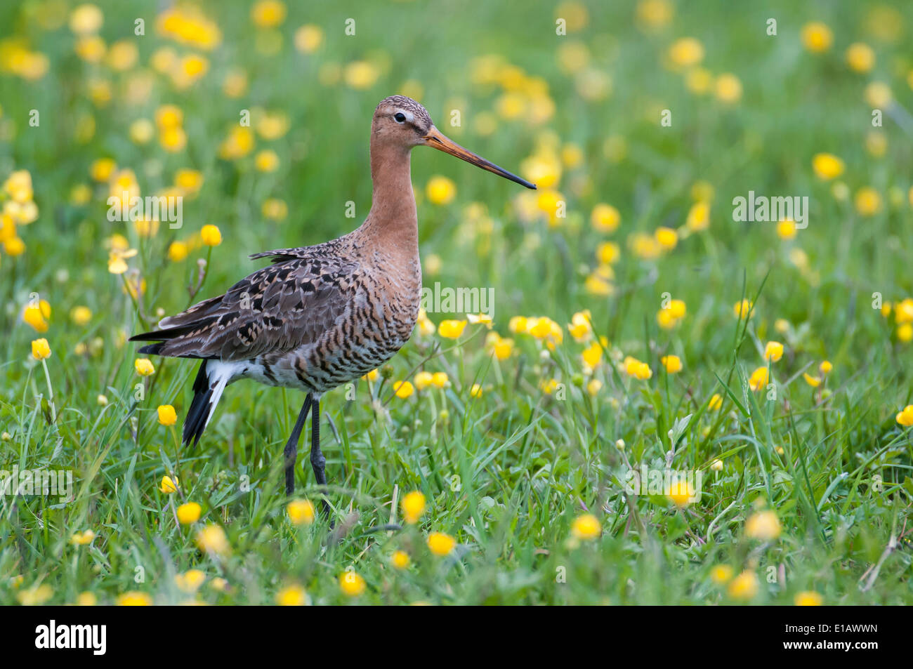 Uferschnepfe (Limosa Limosa) im Sumpfgebiet, Osterfeine, Landkreis Vechta, Niedersachsen, Deutschland Stockfoto