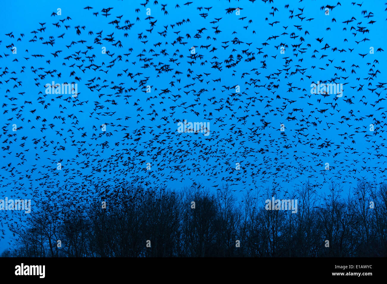 Herde von Vögel, Vechta, Niedersachsen, Deutschland Stockfoto