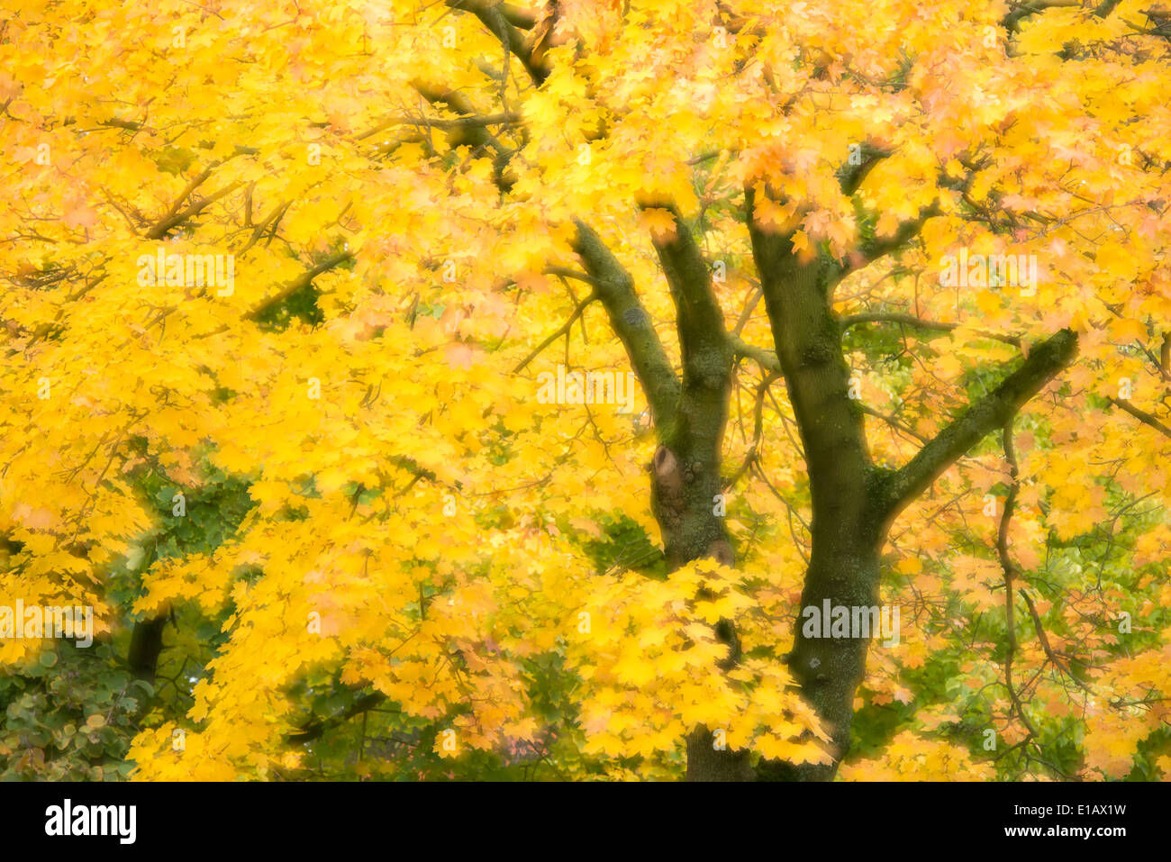 Ahorn (Acer) im Herbst, Niedersachsen, Deutschland Stockfoto