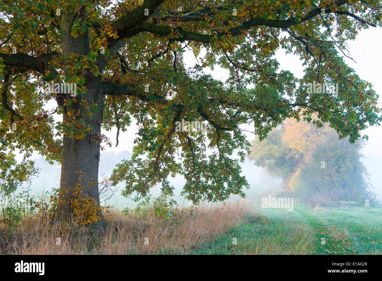 Eiche im Herbst, Landkreis Vechta, Niedersachsen, Deutschland Stockfoto