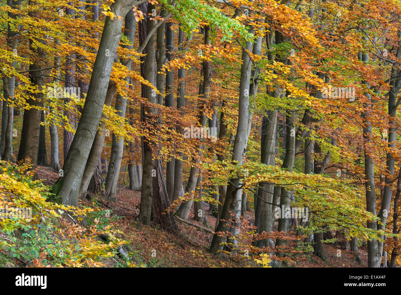 Buchenwald, Dammer Berge, Landkreis Vechta, Niedersachsen, Deutschland Stockfoto