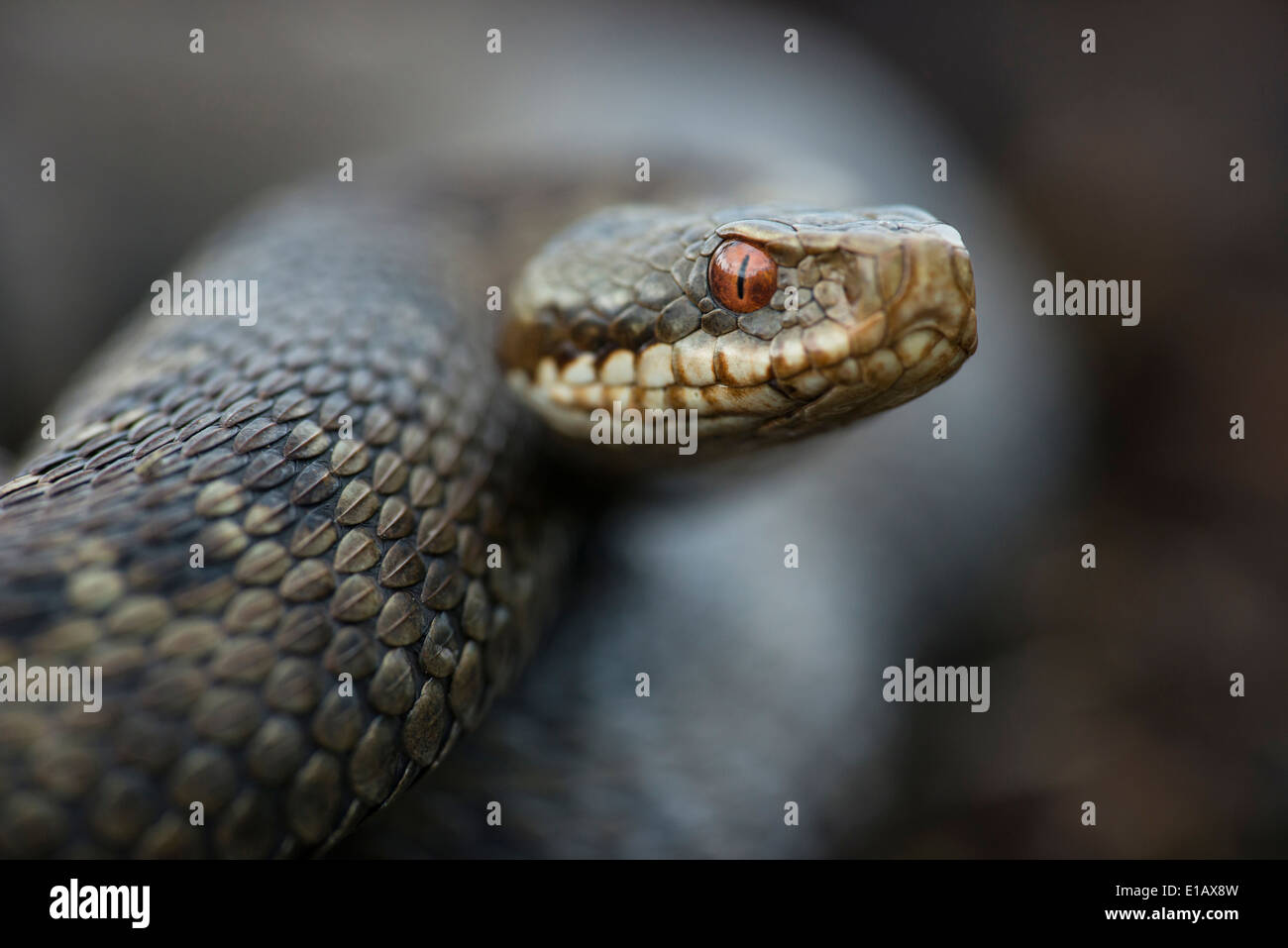 Europäische Kreuzotter, Vipera Berus, Goldenstedt, Niedersachsen, Deutschland Stockfoto