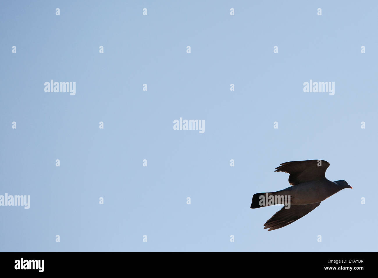 Eine Ringeltaube (Columba Palumbus) Vogel Mitte Flug vor blauem Himmel. Stockfoto