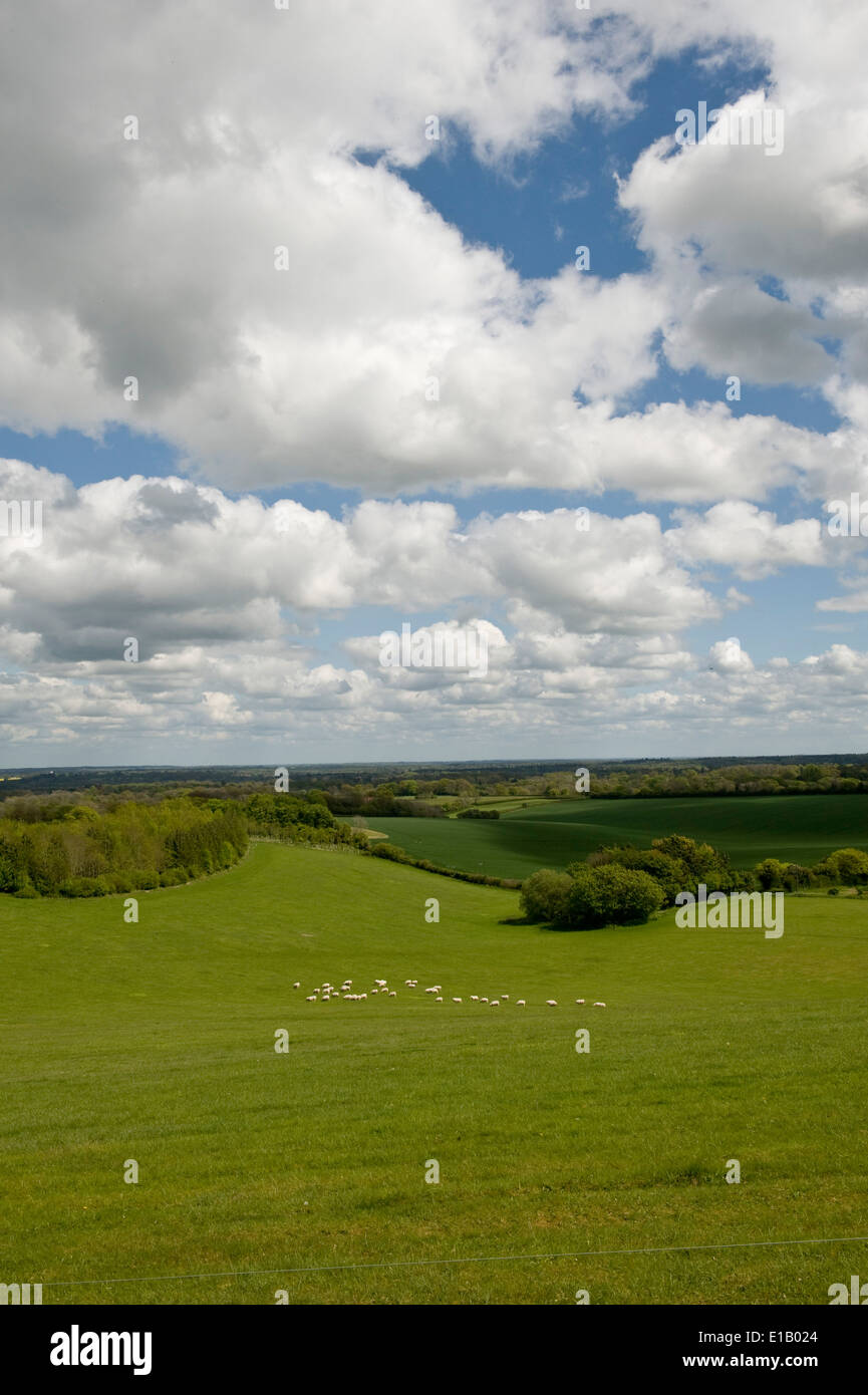 Downland Ackerland im Frühling in West Berkshire mit Feldern von Schafen, Anbau von Getreide, Wälder und Hecken Stockfoto