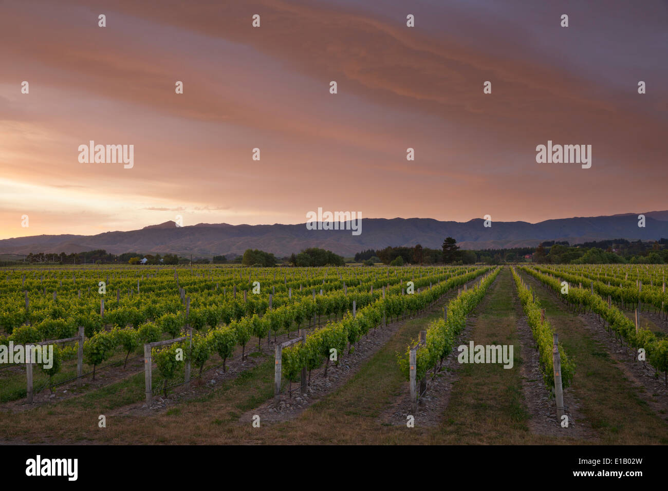 Weinberge in der Morgendämmerung, Renwick, in der Nähe von Blenheim, Marlborough Region, Südinsel, Neuseeland, Südpazifik Stockfoto