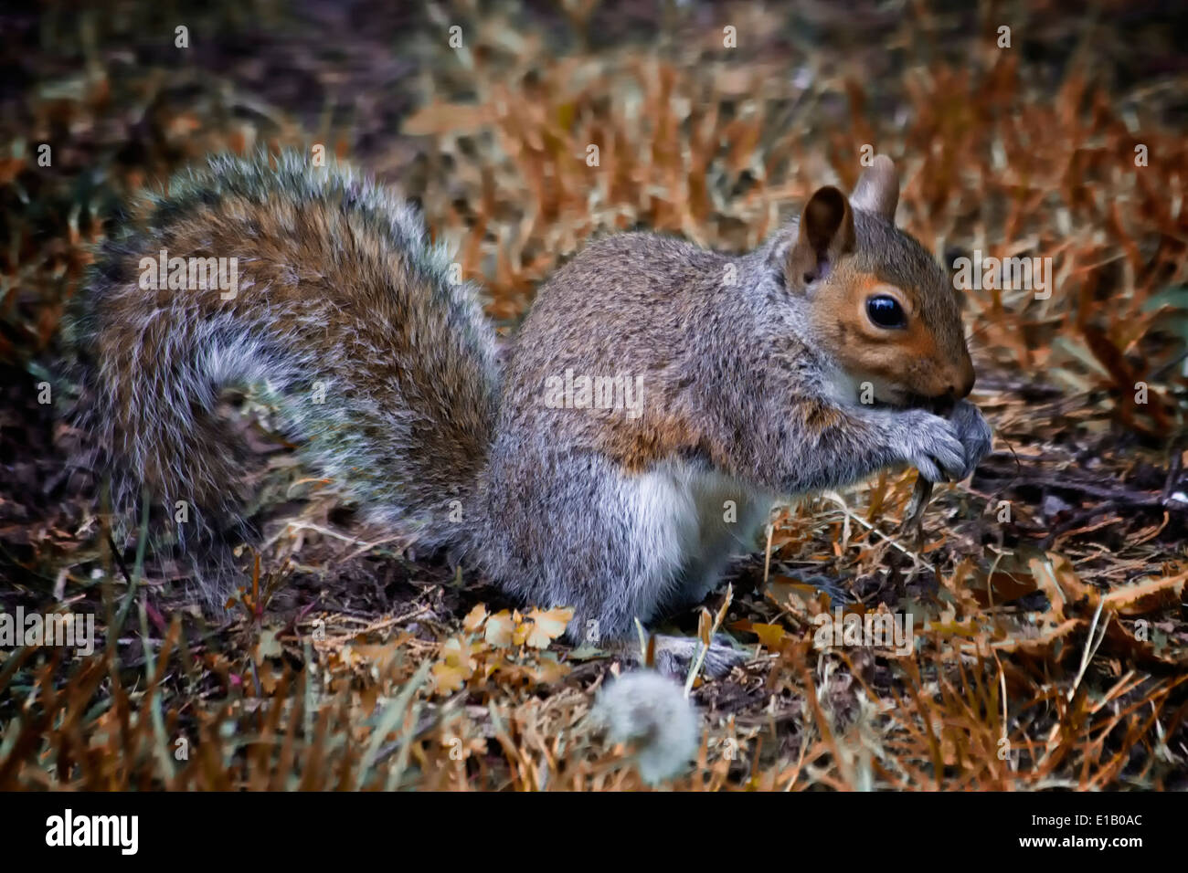 Graue Eichhörnchen Essen an den Mund hält Stockfoto