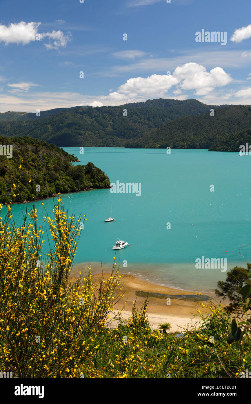 Strand am Queen Charlotte Sound, in der Nähe von Picton, Marlborough Region, Südinsel, Neuseeland, Südpazifik Stockfoto