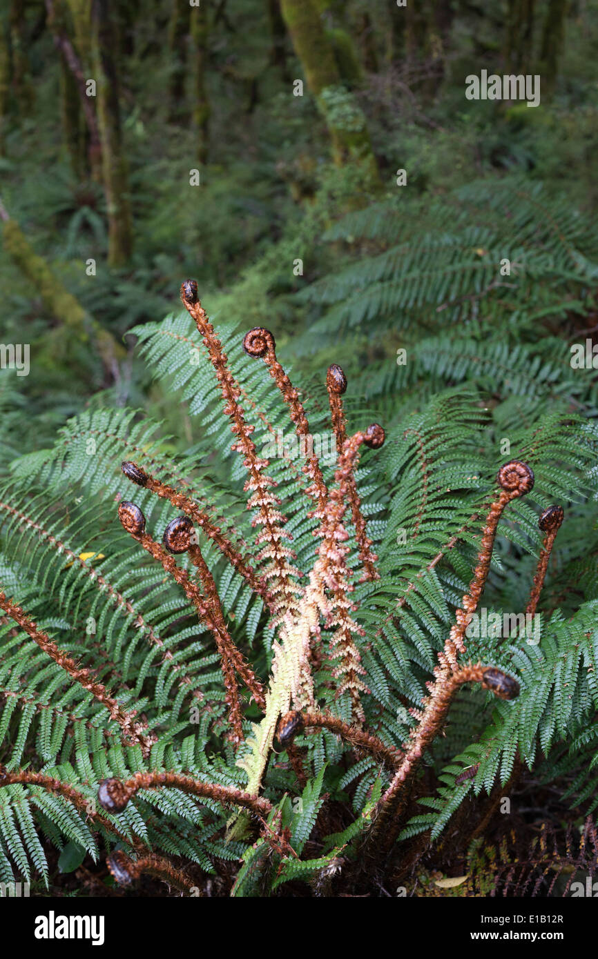 Koru spiralförmigen keimhaft Silber Farn Wedel, Fiordland-Nationalpark, Südinsel, Neuseeland, Südpazifik Stockfoto