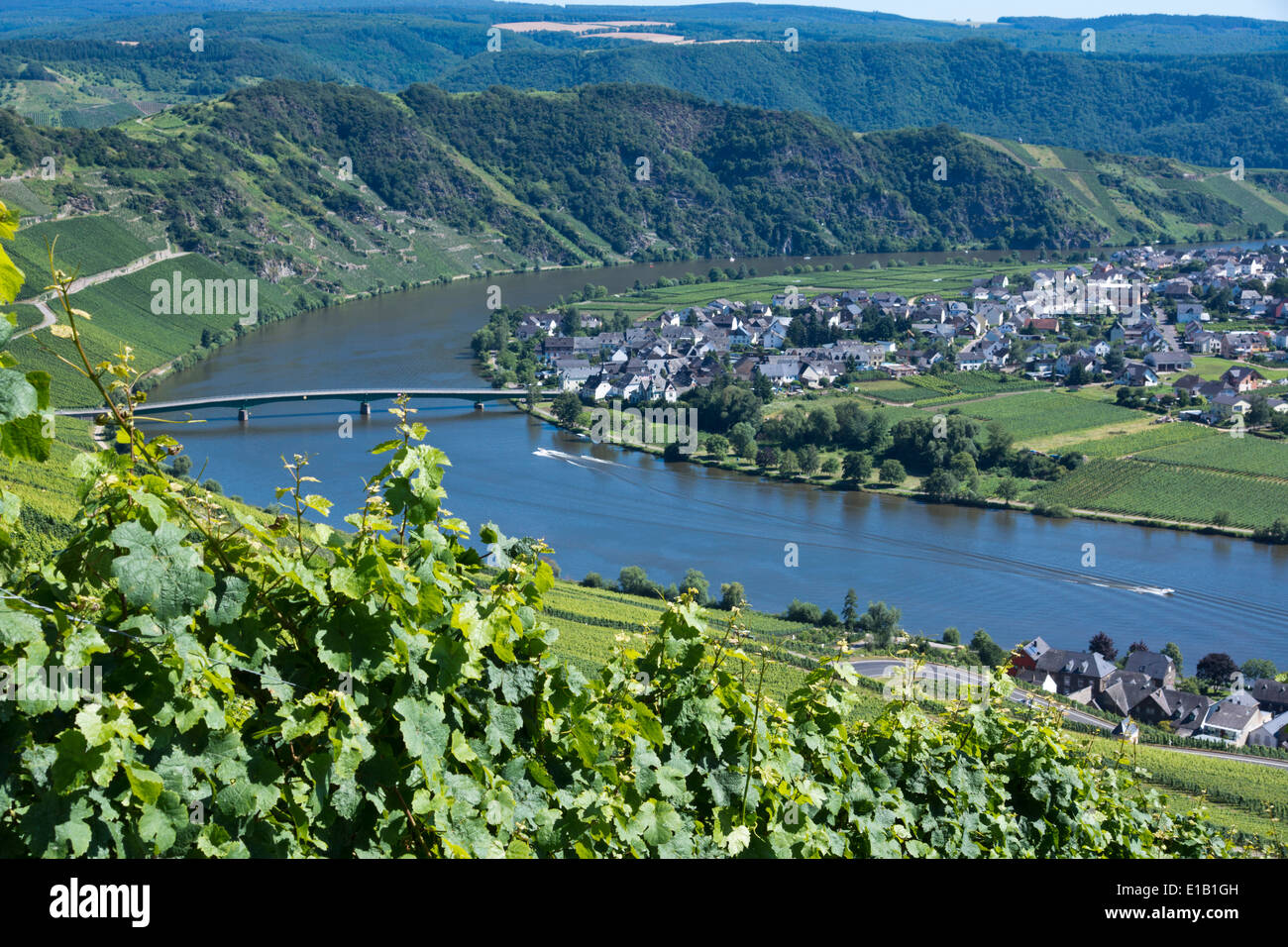Blick über Piesport Dorf an der Mosel, Rheinland-Pfalz, Deutschland, Europa Stockfoto