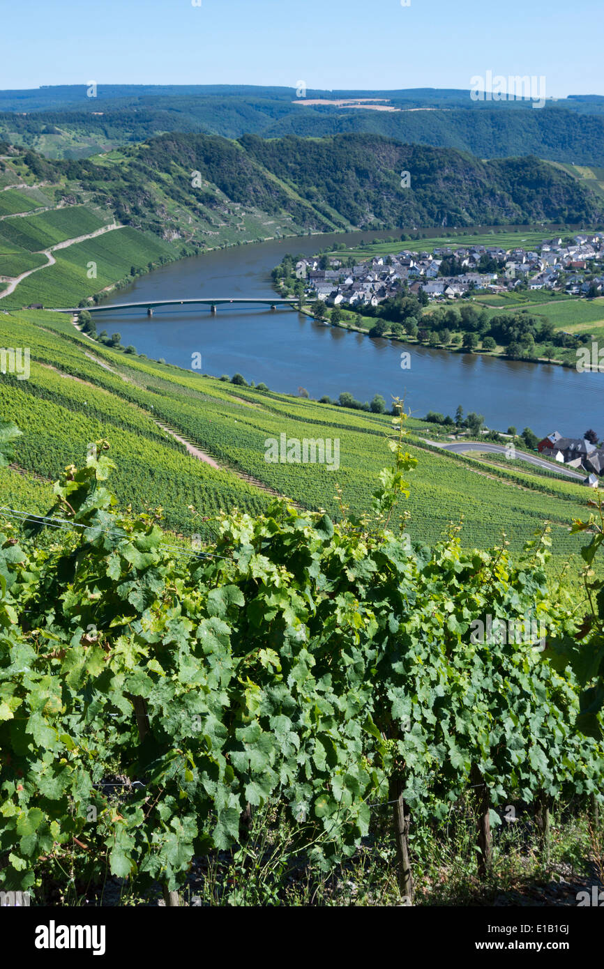 Blick über Piesport Dorf an der Mosel, Rheinland-Pfalz, Deutschland, Europa Stockfoto