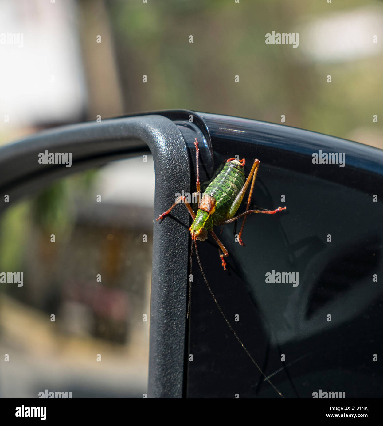 Der Grasshopper ist ein Insekt von der Unterordnung Caelifera in der Reihenfolge Orthopteren Stockfoto