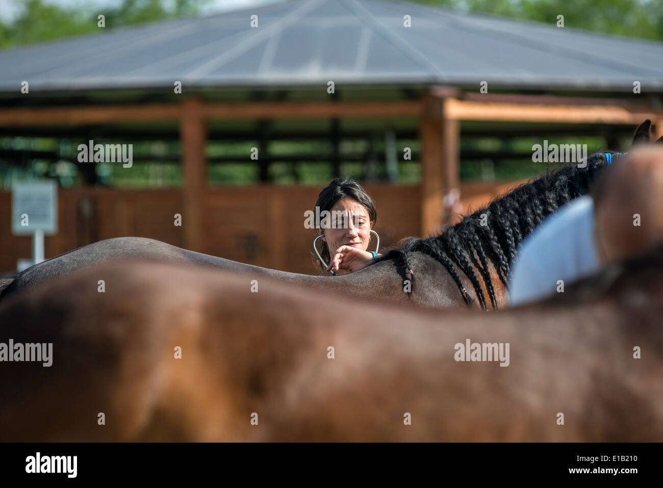 Tierarzt prüft Pferd Herzschlag vor Ausdauer Wettkampf Stockfoto