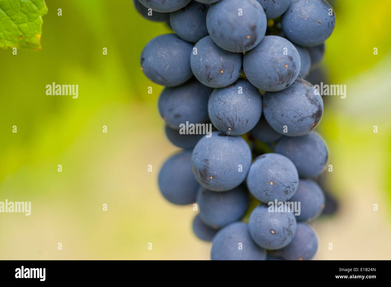 Trauben in Spätlese in einem Weingut im Yarra Valley, Australien Stockfoto
