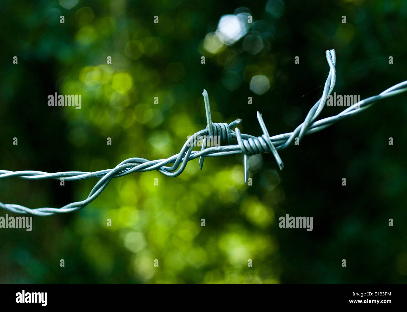 Ein close-up Studie von Stacheldraht in scharfen Relief vor einem grünen botanischen Hintergrund. Stockfoto