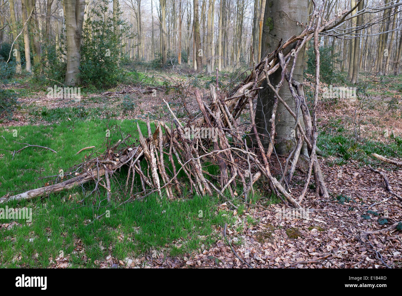 Provisorische Biwak Unterschlupf im Westen Holz in der Nähe von Marlborough Wiltshire Stockfoto