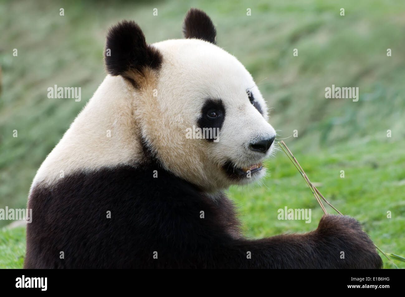 seltene Erwachsenen große Panda Bambus essen Stockfoto