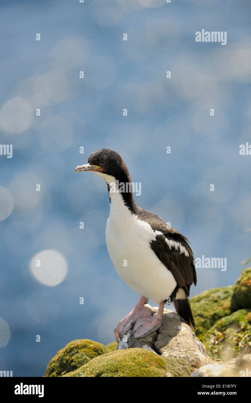 Auckland Insel Shag (Leucocarbo Colensoi) stehen auf Felsen. Stockfoto