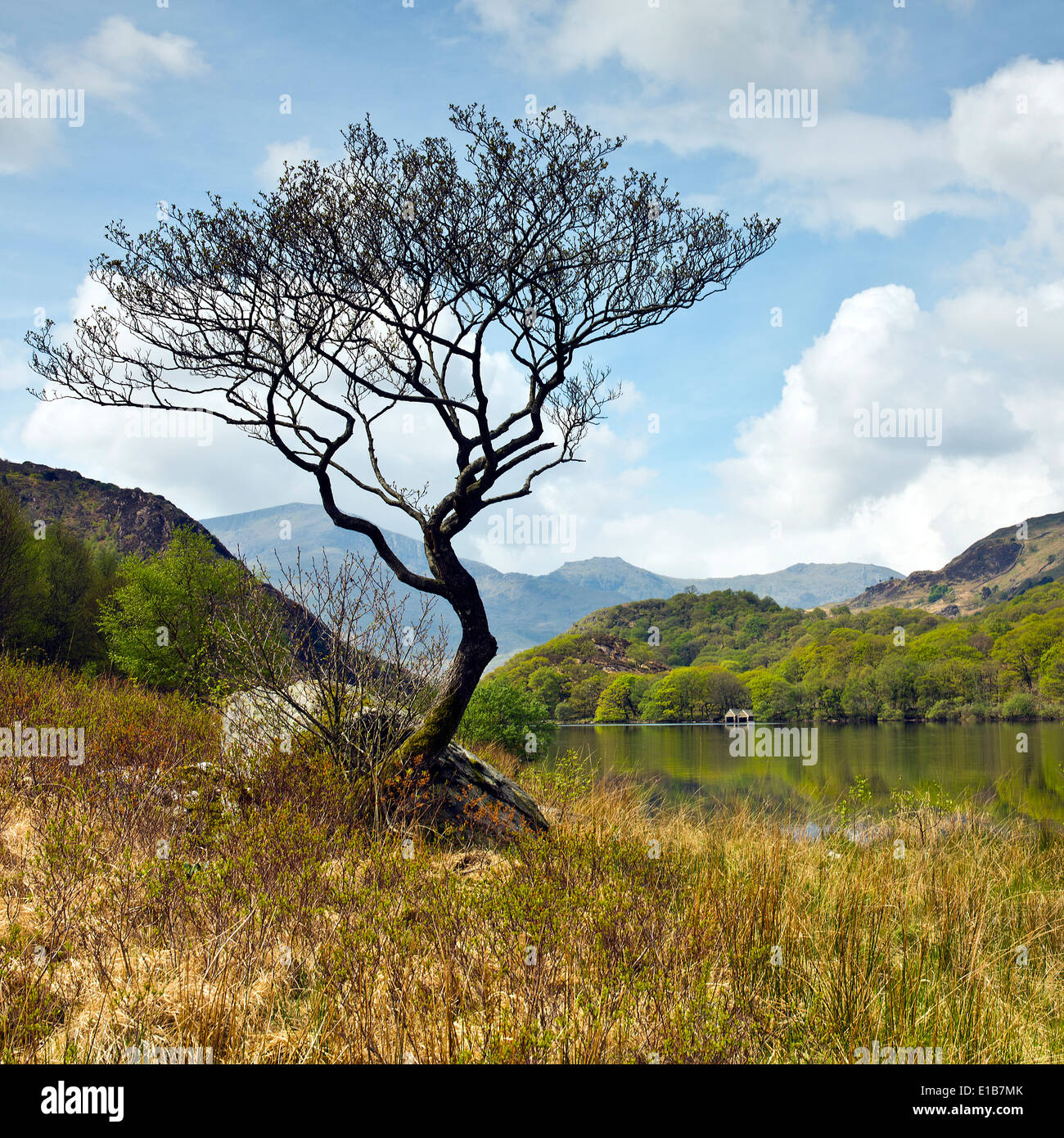 Baum am Rande des Llyn Dinas ein See in Nantgwynant Tal Snowdonia National Park Gwynedd North Wales Großbritannien, späten Frühjahr. Stockfoto