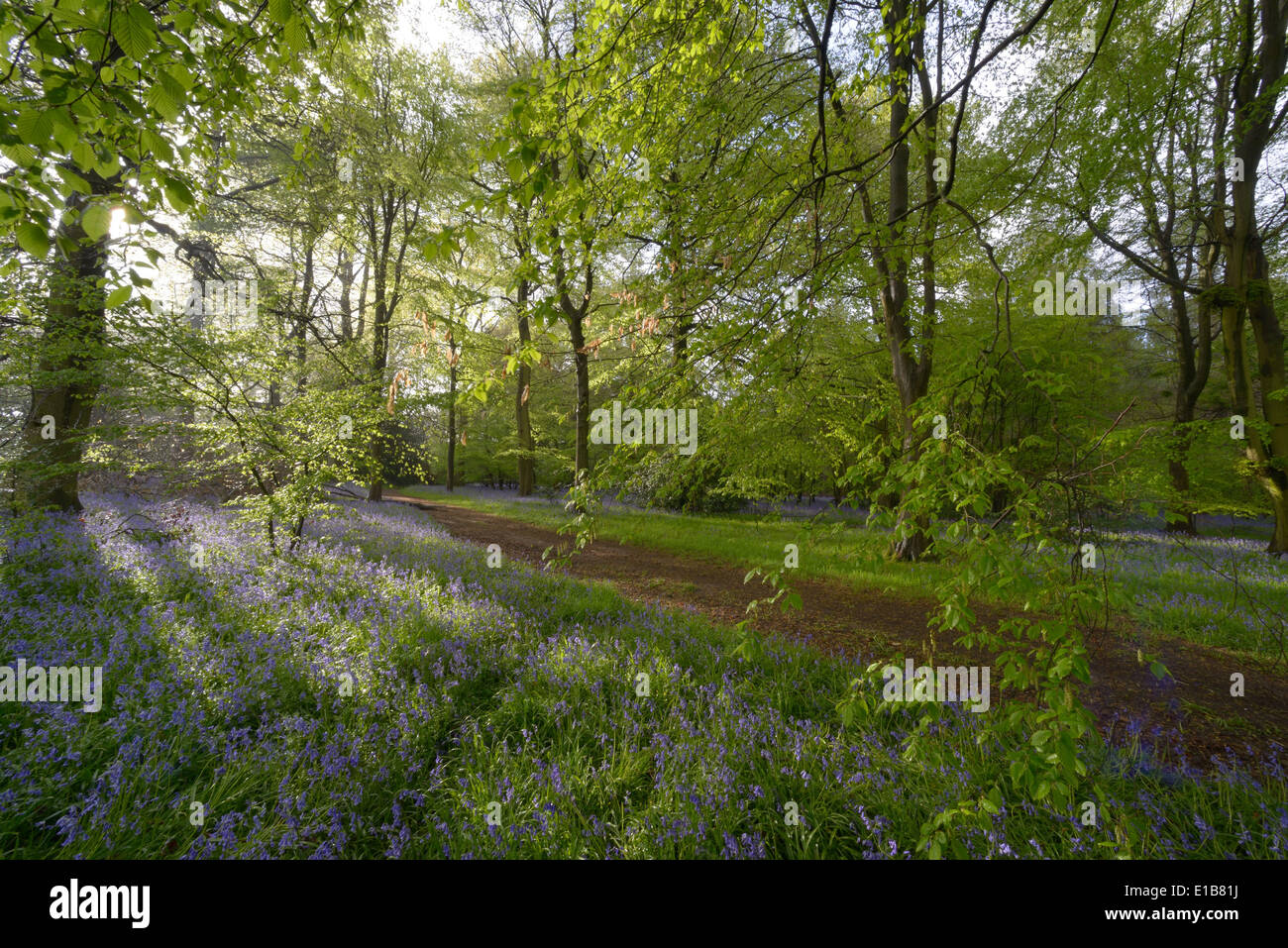 Weedonhill Woods in der Nähe von Amersham entlang der vorgeschlagenen HS2-Bahnstrecke.  24. April 2014 Stockfoto