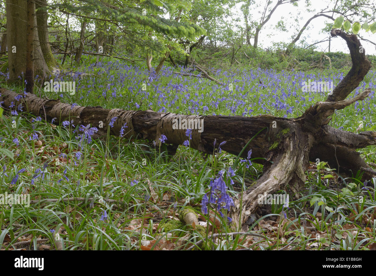 Mantel des Waldes in der Nähe von Great Missenden, entlang der vorgeschlagenen HS2-Bahnstrecke.  24. April 2014 Stockfoto