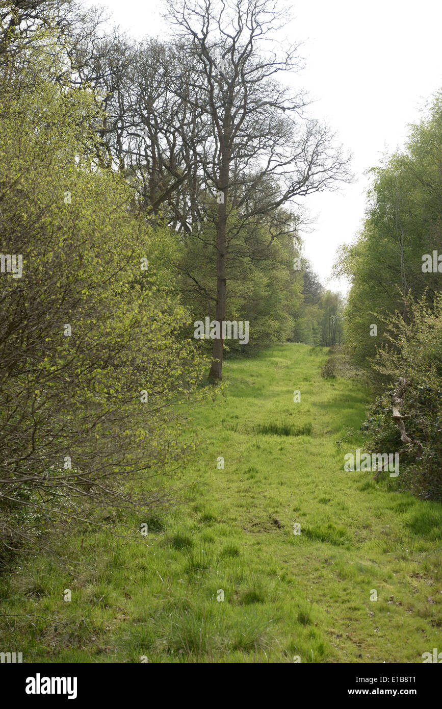 Sheephouse Wood nahe Steeple Claydon entlang der vorgeschlagenen HS2-Bahnstrecke.  24. April 2014 Stockfoto