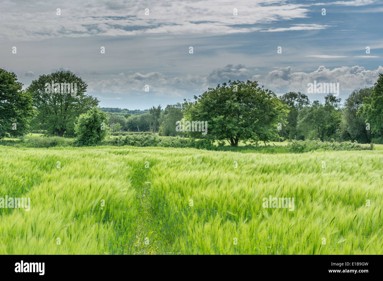 Pflanzen in Feld Budworth, in der Nähe von Northwich, Cheshire. Südlich von Warrington Stockfoto