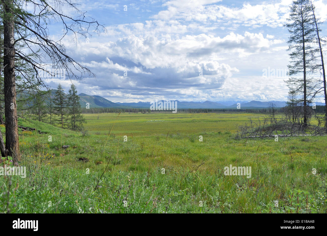 Nordischen Landschaft. Sumpfige Ebene unter dem blauen Himmel mit seltenen Bäumen und Bergen am Horizont. Stockfoto